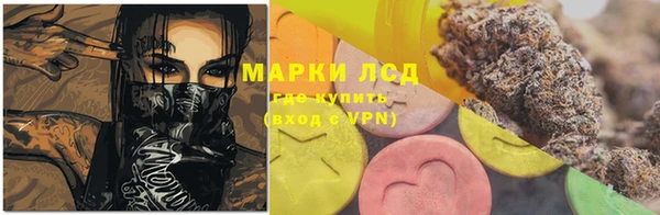 сатива Беломорск